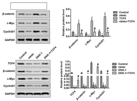 Tcf Adjusted The Wnt Catenin Signaling Pathway A The Relative