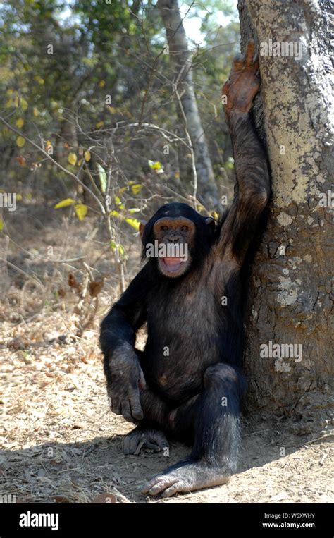 Chimpanzee Pan Troglodytes Zambia Africa Stock Photo Alamy