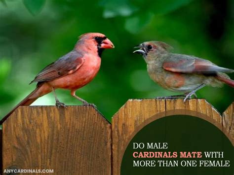 Are Cardinals Monogamous? Any Cardinals