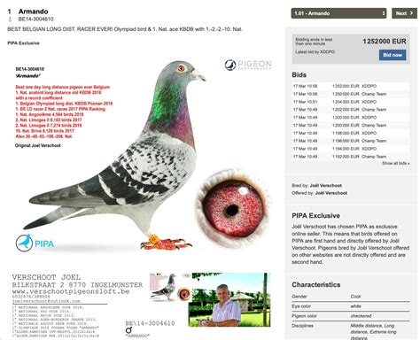 Meet Armando The Worlds Most Expensive Racing Pigeon €1250000