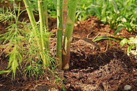 10 Most Common Asparagus Diseases And How To Treat Them