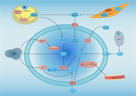 Microenvironment‐mediated Lipid Metabolic Reprogramming In Cancer