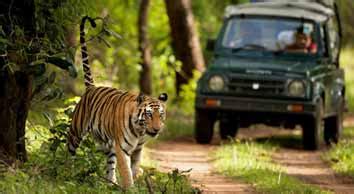 Jim Corbett Jungle Safari, Jim Corbett National Park | Online Booking