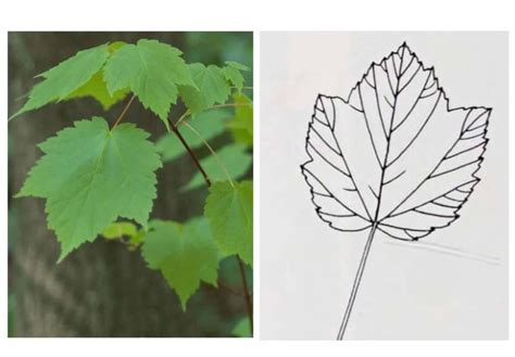 Maple Tree Identification By Leaf Chart And Pictures