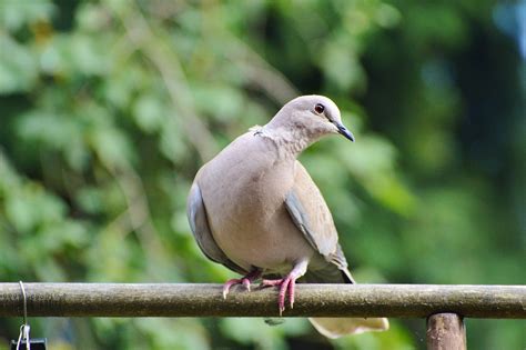 Taube Vogel Stra Entaube Kostenloses Foto Auf Pixabay