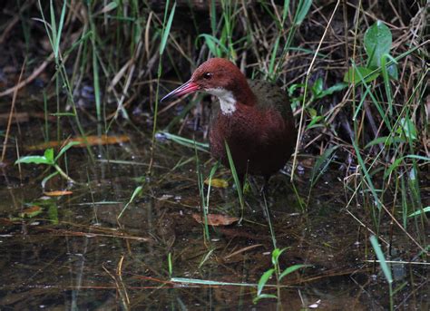 White Throated Rail White Throated Rail Dryolimnas Cuvier Flickr