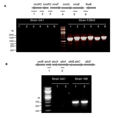 Detection of the gene cluster involved in resistance toward... | Download Scientific Diagram