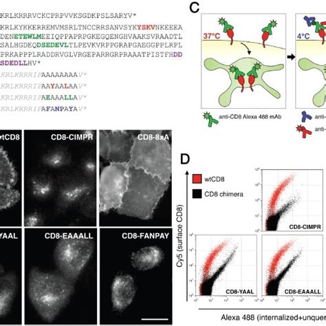 A Cytoplasmic Tail Sequences Of WtCD8 CD8 With The Cytoplasmic Tail