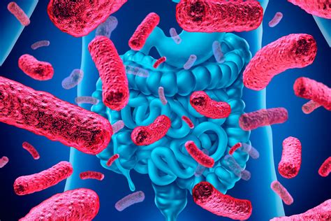 Microbiota Disbiosis Y Sobrecrecimiento Bacteriano Inmunomet