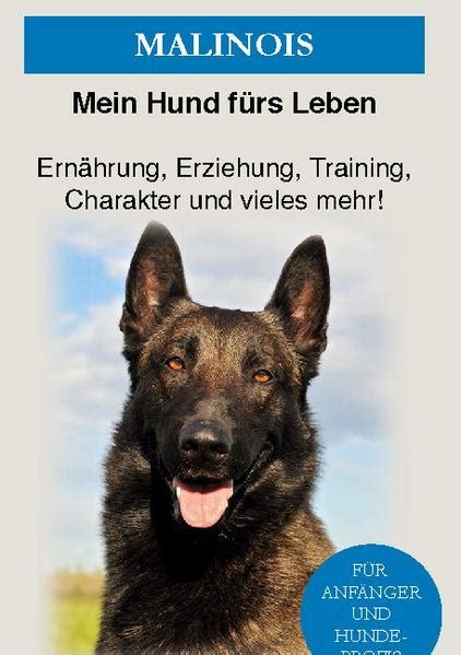 Malinois Erziehung Training Und Charakter Von Malinois Das Malinois