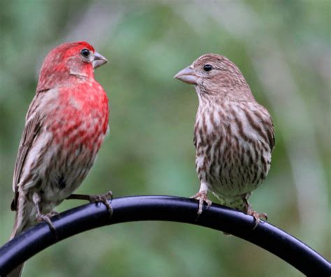 33 Common backyard Birds in Tennessee - Birdwatching Central