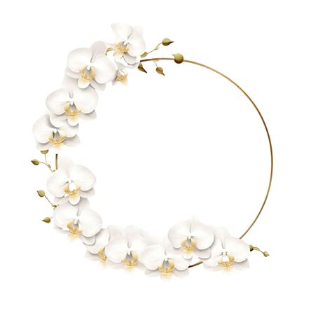 Minimal Flat Style White Phalaenopsis Orchid Wreath With Golden Frame Orchid Flower Golden