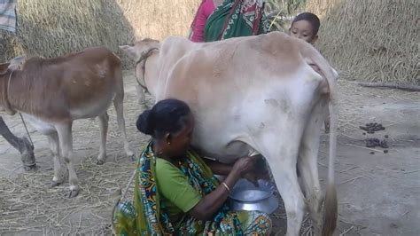 Cow Milking By Village Women Village Cow Milk Full Length Live Video