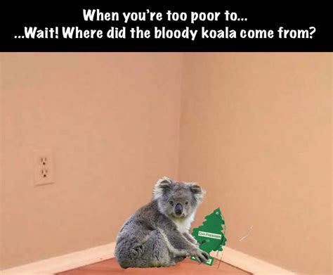 The Best Koala Memes Memedroid