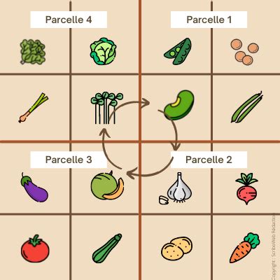 Rotation Des Cultures Au Potager Le Club Des Jardiniers Gourmands