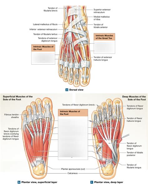 Intrinsic Muscles Of Foot Diagram Quizlet