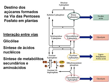 METABOLISMO Ppt Carregar