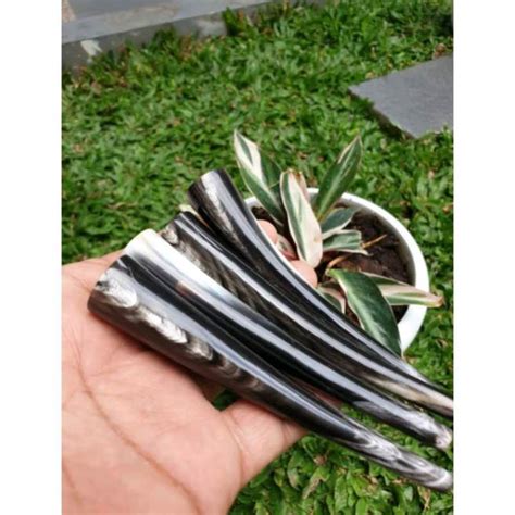 ONCE PIPA ROKOK TANDUK KERBAU BULE ORIGINAL 100 ASLI Lazada Indonesia