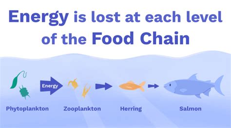 Salmon Food Chain