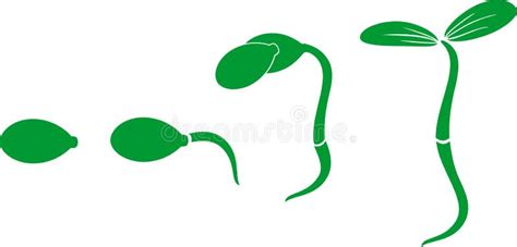 Sequential Stages Of Corn Maize Seed Germination Stock Vector