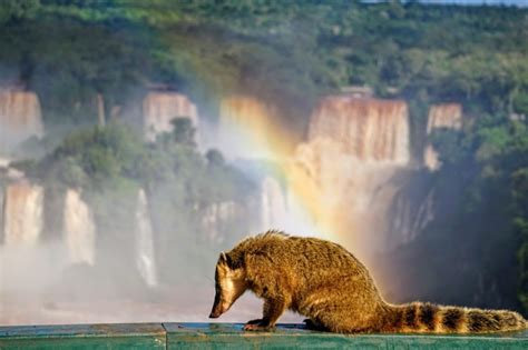 Parque Nacional do Iguaçu completa 82 anos O Paraná Jornal de Fato