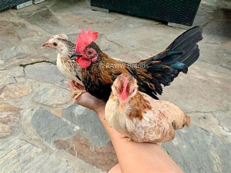 Kikirki Micro Bantam Hatching Eggs — Aandr Homestead