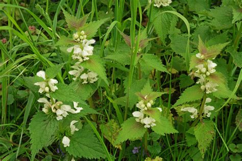 Lamium Album