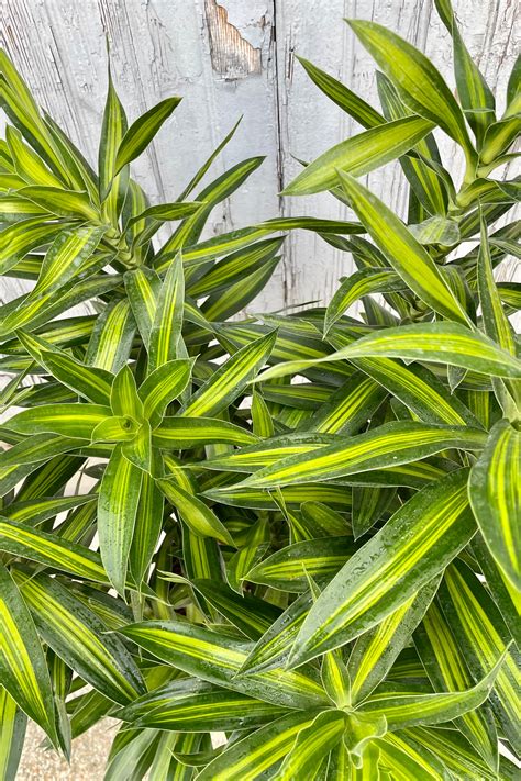 Dracaena Reflexa Song Of Jamaica 10 Sprout Home