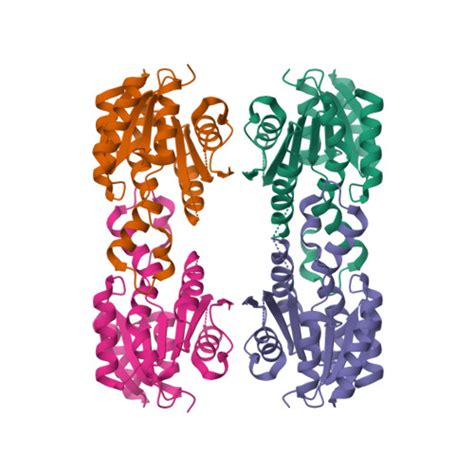 Rcsb Pdb Qiv Crystal Structure Of A Putative Short Chain