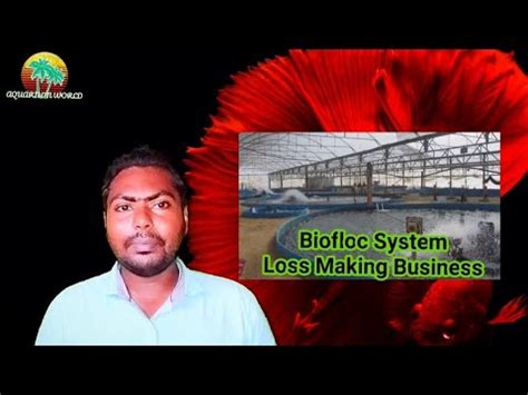 Biofloc Fish Farming Secret Ln Biofloc Fish Farming In Hindi