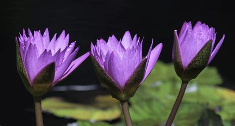 Water Lilies Taken At Birmingham Botanical Gardens Alabama Flickr