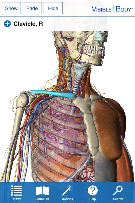 Visible Body Human Anatomy Atlas