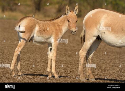 Indian Wild Ass Equus Hemionus Khur Foal With A Mare At Wild Ass