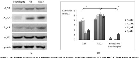 Figure From P Anti Cancer Effects Of Cordycepin On Oral Squamous