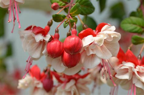 Fuchsie čílko General Monk Rot Weiss Fuchsia Hybrida General Monk