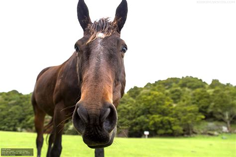 New Zealands Friendliest Horse