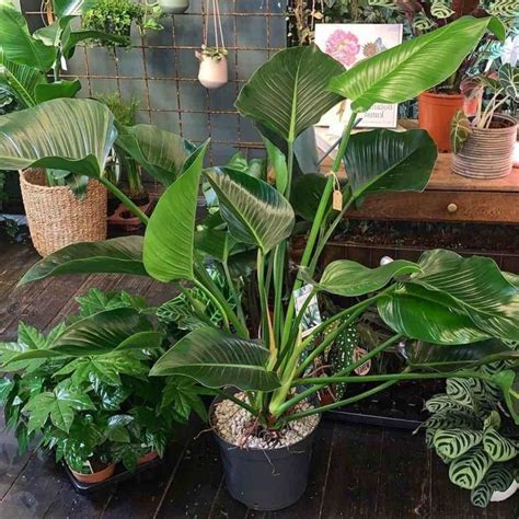 Philodendron Green Beauty Eenvoudig En Snel Online Bestellen