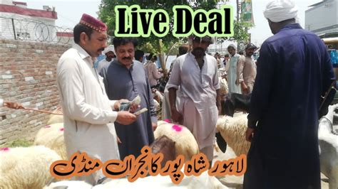 Wednesday Update Shahpur Kanjra Mandi Lahore Qurbani Price Update