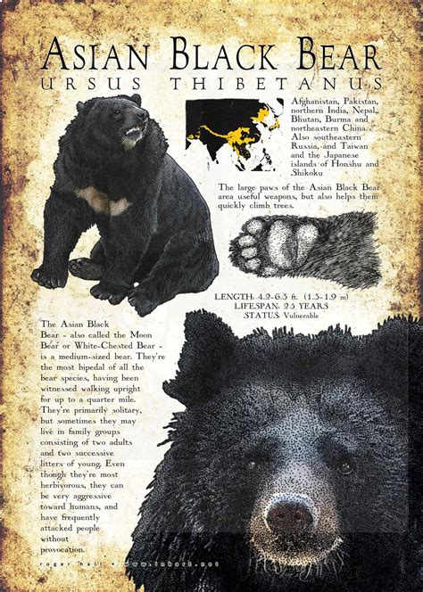 Asian Black Bear Poster Print Infographic