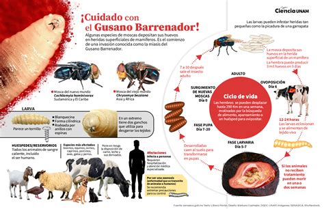 El Ataque Del Gusano Barrenador Ciencia Unam