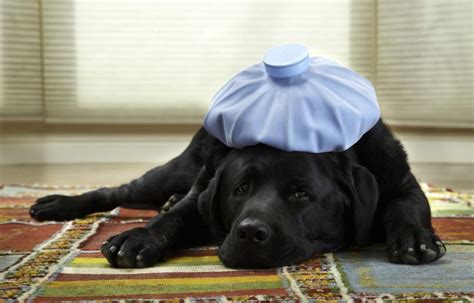O Que é Parvovirose Canina? - Animal Clinic