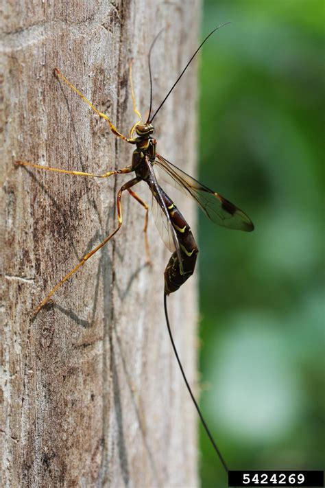 Giant Ichneumon Wasp Genus Megarhyssa