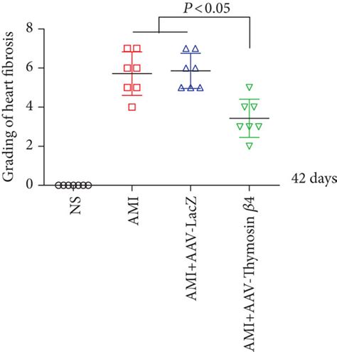 AAV Tβ4 alleviates ligation induced heart fibrosis in mice Detection