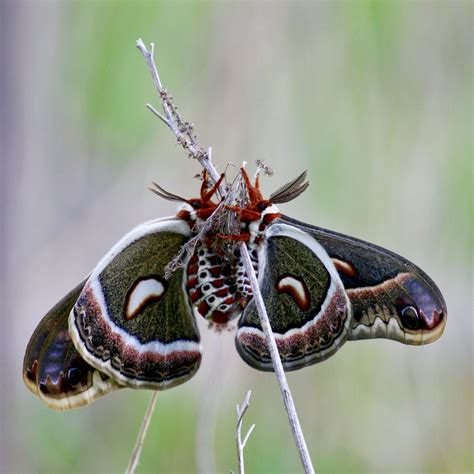 10 Things You Didnt Know About Moths Canadian Geographic