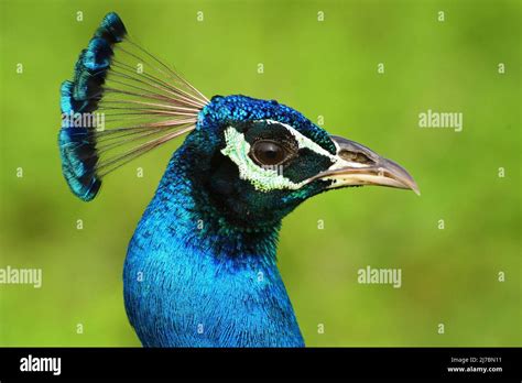 Indian Peafowl Pavo Cristatus Detail Head Portrait Blue And Green