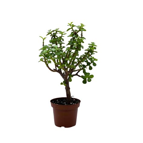 Elephant Bush Porkbush Purslane Tree Dwarf Jade Spekboom