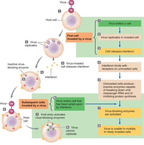 Chapter 21 The Immune System Flashcards Quizlet