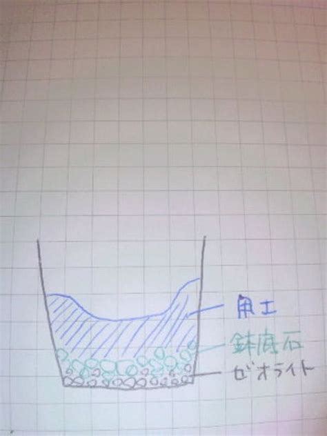 根腐れクワズイモ 救出 （有）かえる商会 楽天ブログ