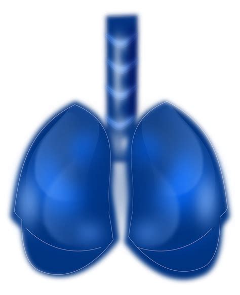 20000 Free Human Lungs And Human Images Pixabay