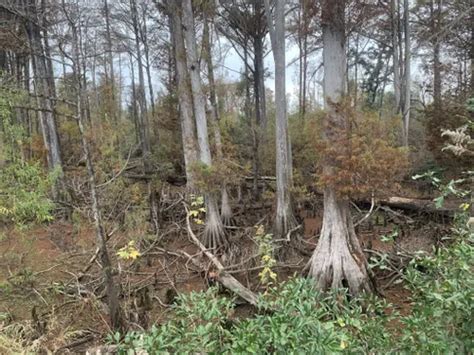 Best 10 Hiking Trails in Florida Caverns State Park | AllTrails